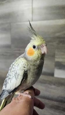 Baby Budgies & Baby Cockatiels - Photo 3