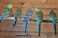 Baby Budgies & Baby Cockatiels - Photo 6