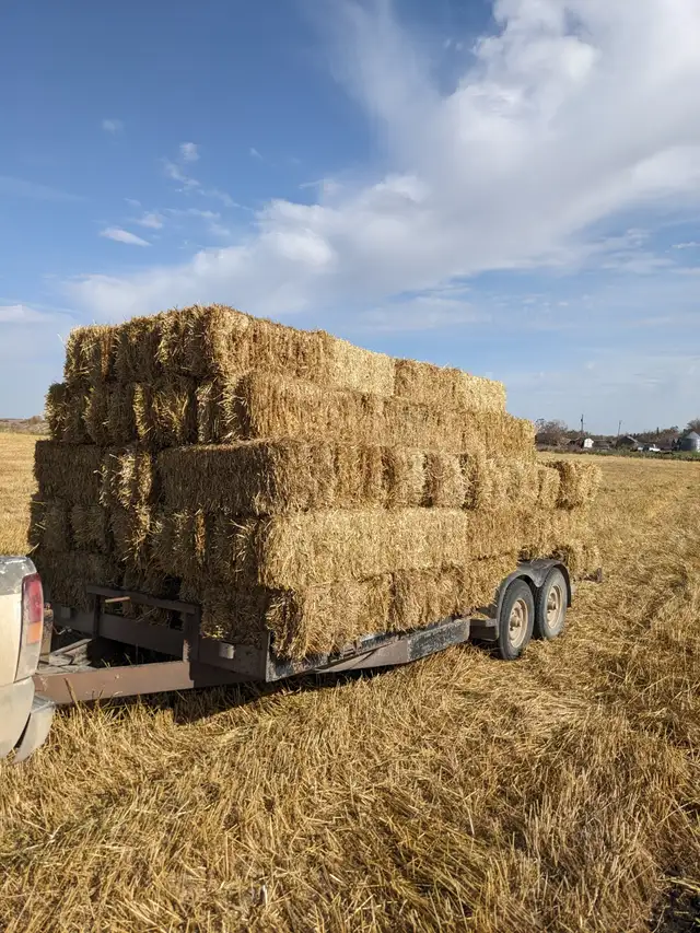 Non-desiccated wheat straw