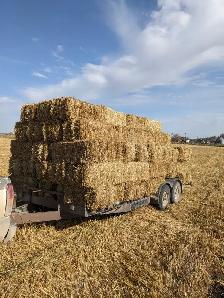 Non-desiccated wheat straw