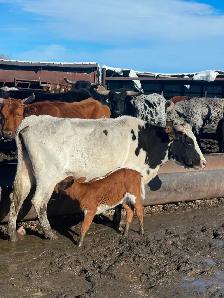 LONGHORNS FOR SALE