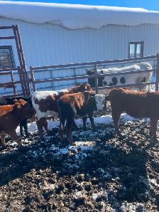 LONGHORNS FOR SALE - Photo 2