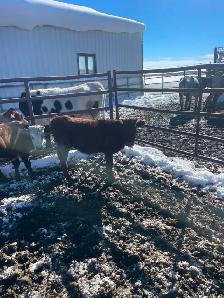 LONGHORNS FOR SALE - Photo 3