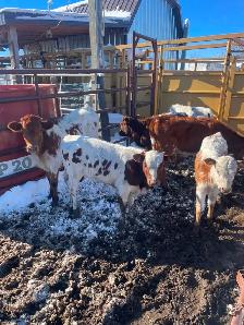 LONGHORNS FOR SALE - Photo 4