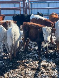 LONGHORNS FOR SALE - Photo 5