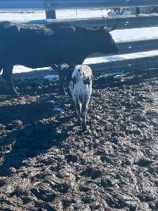 LONGHORNS FOR SALE - Photo 6