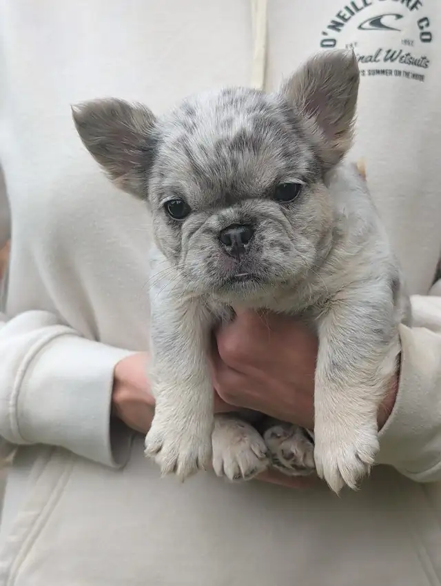Beautiful French Bulldog Puppies Available