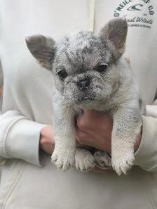 Beautiful French Bulldog Puppies Available
