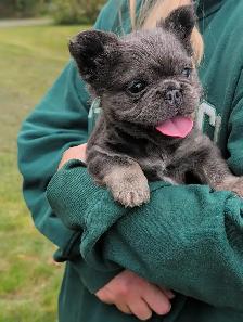 Beautiful French Bulldog Puppies Available - Photo 2