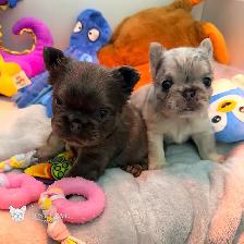 Beautiful French Bulldog Puppies Available - Photo 3