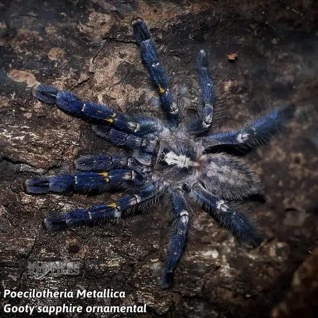 NEW MYGALES / TARANTULA