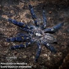 NEW MYGALES / TARANTULA