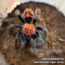 NEW MYGALES / TARANTULA - Photo 2