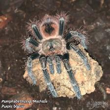 NEW MYGALES / TARANTULA - Photo 3