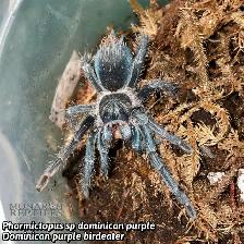 NEW MYGALES / TARANTULA - Photo 5