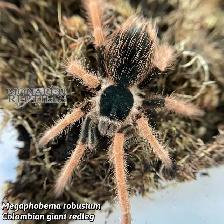 NEW MYGALES / TARANTULA - Photo 6