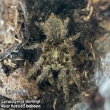 NEW MYGALES / TARANTULA - Photo 7