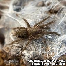 NEW MYGALES / TARANTULA - Photo 8