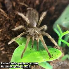 NEW MYGALES / TARANTULA - Photo 9