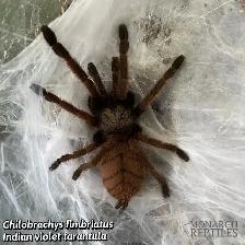 NEW MYGALES / TARANTULA - Photo 10