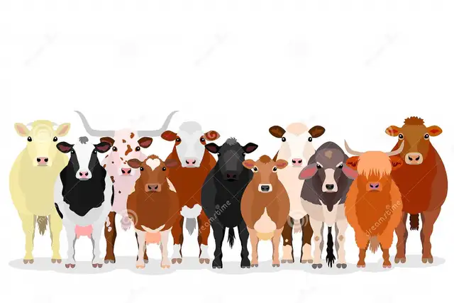 BRED COW SALE