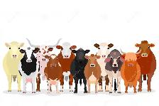 BRED COW SALE