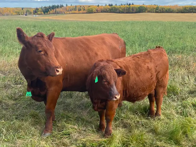 Custom Cattle Feeding