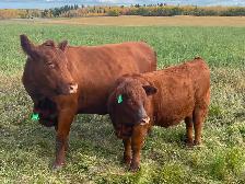 Custom Cattle Feeding