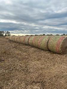 Custom Cattle Feeding - Photo 9