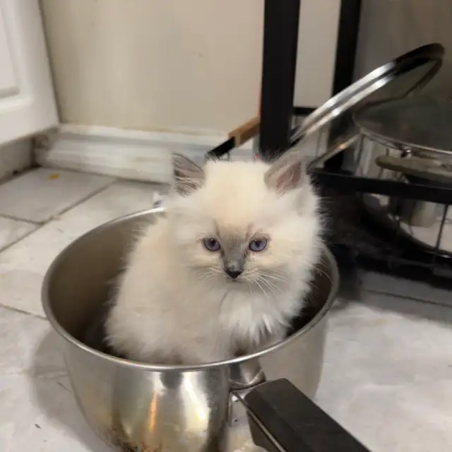 Georgeously Cute Ragdoll Kittens Available for Rehoming
