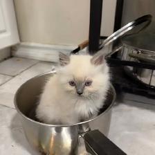 Georgeously Cute Ragdoll Kittens Available for Rehoming