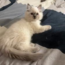 Georgeously Cute Ragdoll Kittens Available for Rehoming - Photo 2