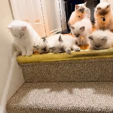 Georgeously Cute Ragdoll Kittens Available for Rehoming - Photo 3