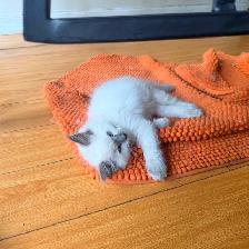 Georgeously Cute Ragdoll Kittens Available for Rehoming - Photo 4