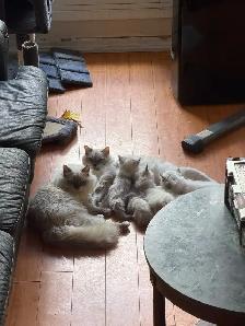 Georgeously Cute Ragdoll Kittens Available for Rehoming - Photo 5