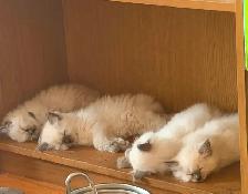 Georgeously Cute Ragdoll Kittens Available for Rehoming - Photo 6