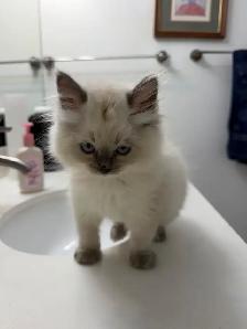 Georgeously Cute Ragdoll Kittens Available for Rehoming - Photo 9