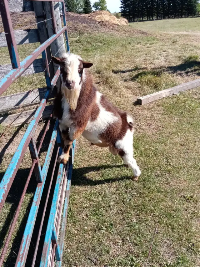 Registered Nigerian Dwarf Buck - SOLD - Tickity Boo Farm