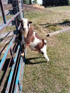 Registered Nigerian Dwarf Buck - SOLD - Tickity Boo Farm