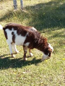 Registered Nigerian Dwarf Buck - SOLD - Tickity Boo Farm - Photo 2