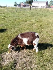 Registered Nigerian Dwarf Buck - SOLD - Tickity Boo Farm - Photo 3