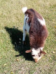 Registered Nigerian Dwarf Buck - SOLD - Tickity Boo Farm - Photo 4