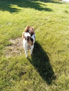Registered Nigerian Dwarf Buck - SOLD - Tickity Boo Farm - Photo 5