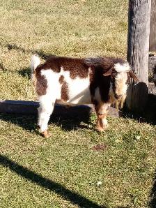 Registered Nigerian Dwarf Buck - SOLD - Tickity Boo Farm - Photo 6