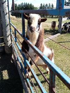 Registered Nigerian Dwarf Buck - SOLD - Tickity Boo Farm - Photo 7
