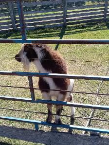 Registered Nigerian Dwarf Buck - SOLD - Tickity Boo Farm - Photo 8