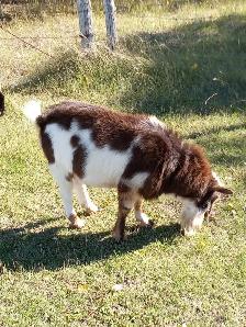 Registered Nigerian Dwarf Buck - SOLD - Tickity Boo Farm - Photo 9