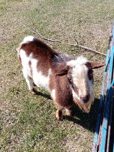 Registered Nigerian Dwarf Buck - SOLD - Tickity Boo Farm - Photo 10