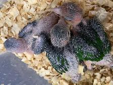 White Belly Caique babies.