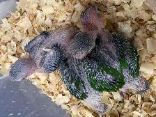 White Belly Caique babies. - Photo 2